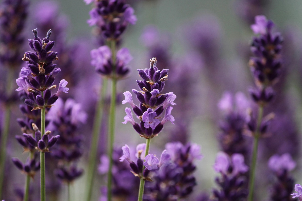 Aromatische kruiden bedekken kleurrijke tuinperken.