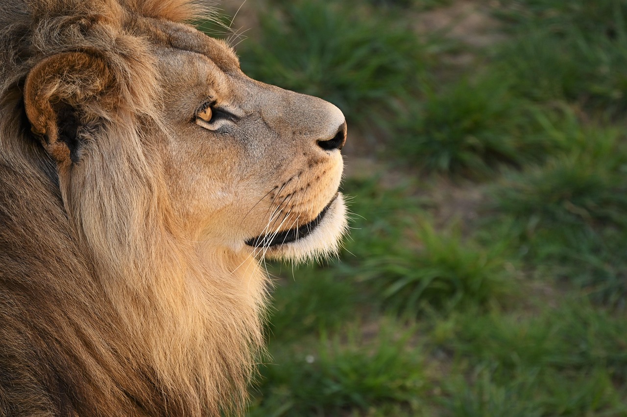 Exotische safari-elementen in openlucht zithoek.