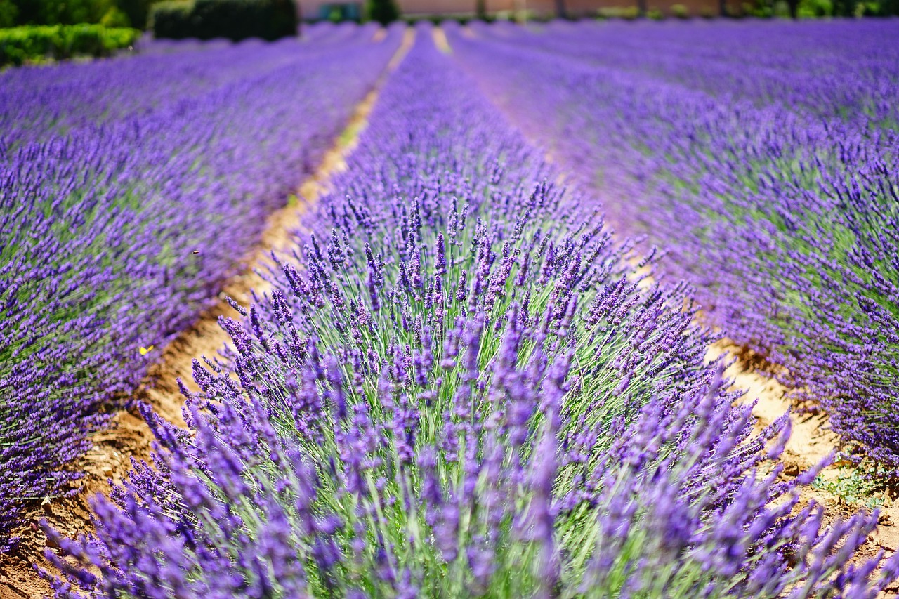 Lavendelvelden in een Franse Provençaalse tuin
