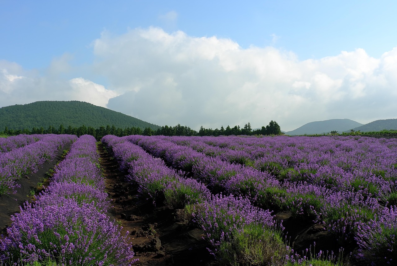 Zonnige kruidenhoek in een Provençaalse tuin