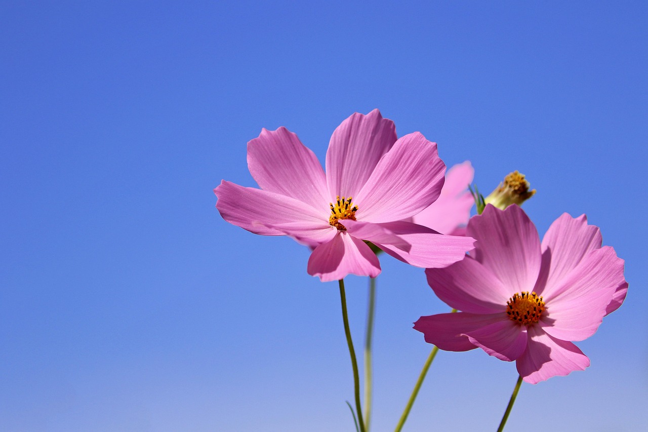 Tuinier plant bloemenweide voor biodiversiteit.