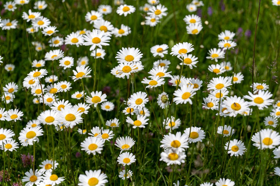 Veld met kleurrijke bloemen voor biodiversiteit.