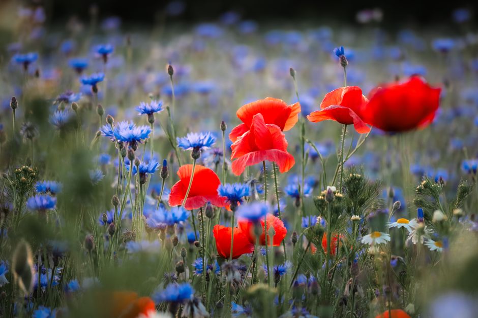 Vlinder rust op bloem in biodiversiteitsweide.