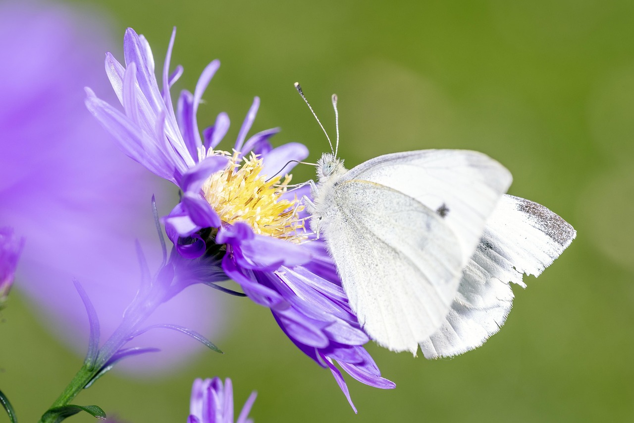 Plantenmuur zorgt voor natuurlijke koeling.