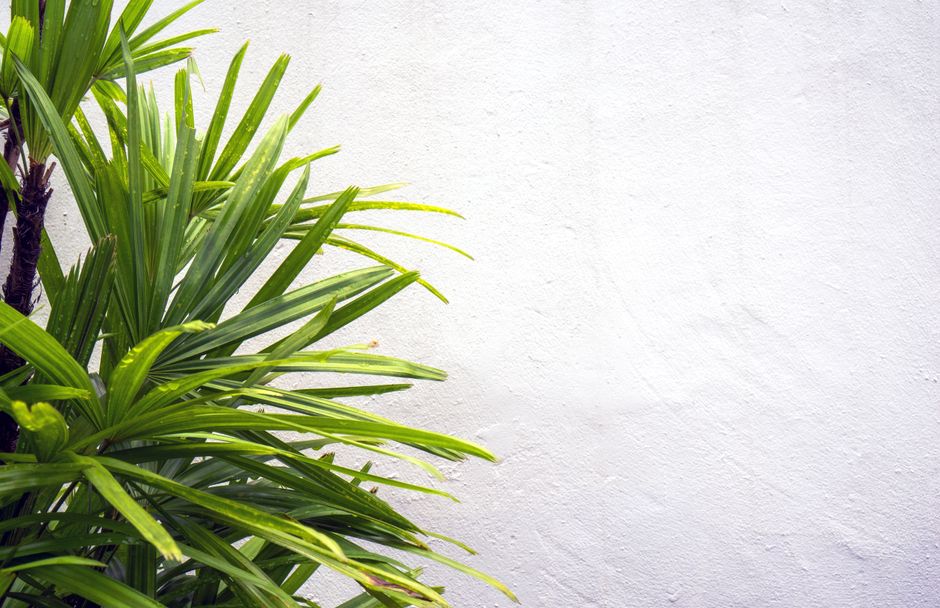 Hangplanten geven badkamer een exotische uitstraling.