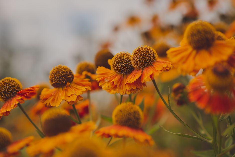 Kleurige herfstbloemen trekken nuttige insecten aan. Kleurige herfstbloemen trekken nuttige insecten aan.