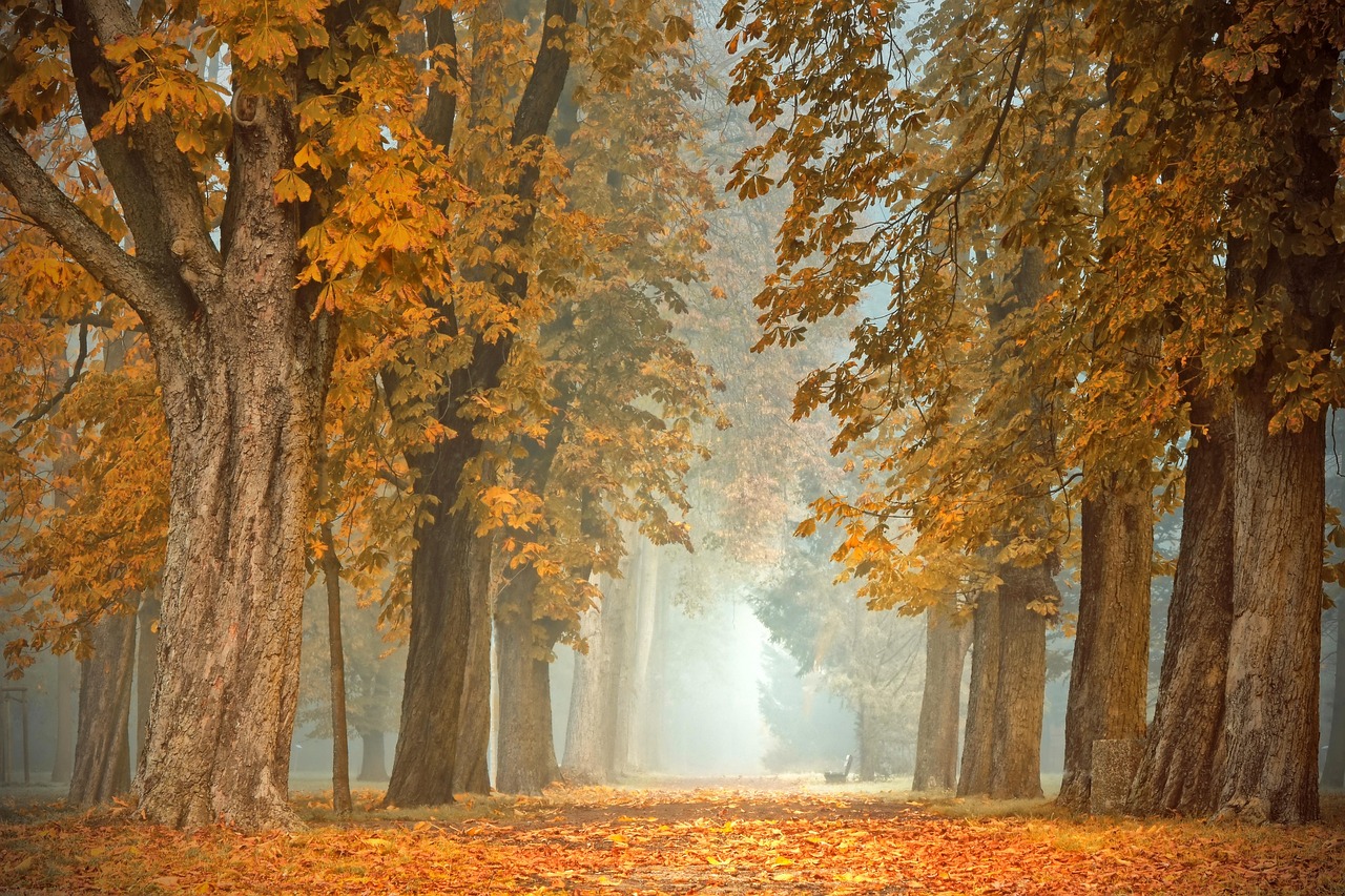Minimalistische herfstdecoratie met kaarsen en bladeren. Minimalistische herfstdecoratie met kaarsen en bladeren.