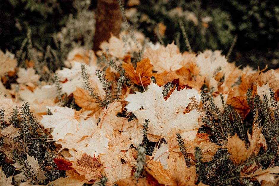 Witte kaarsen verspreiden warme herfstgeuren binnen. Witte kaarsen verspreiden warme herfstgeuren binnen.