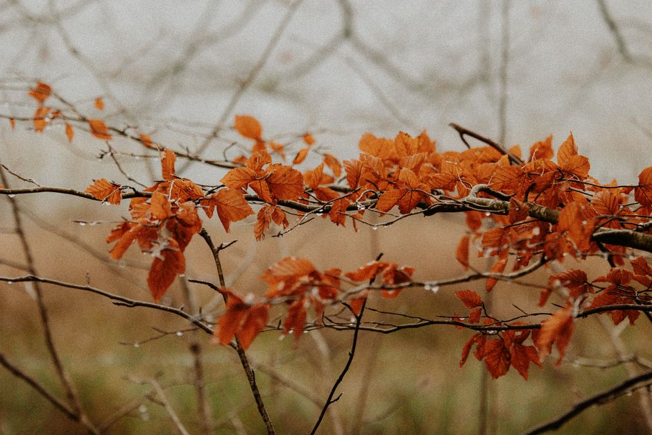 Moderne glasprint van een herfstlandschap.